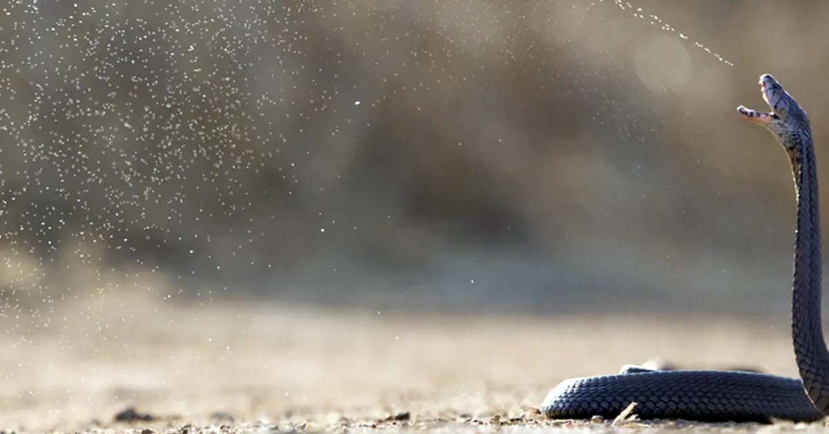 Monovalent Antivenoms Effective against Colombia’s Bothrops Asper
