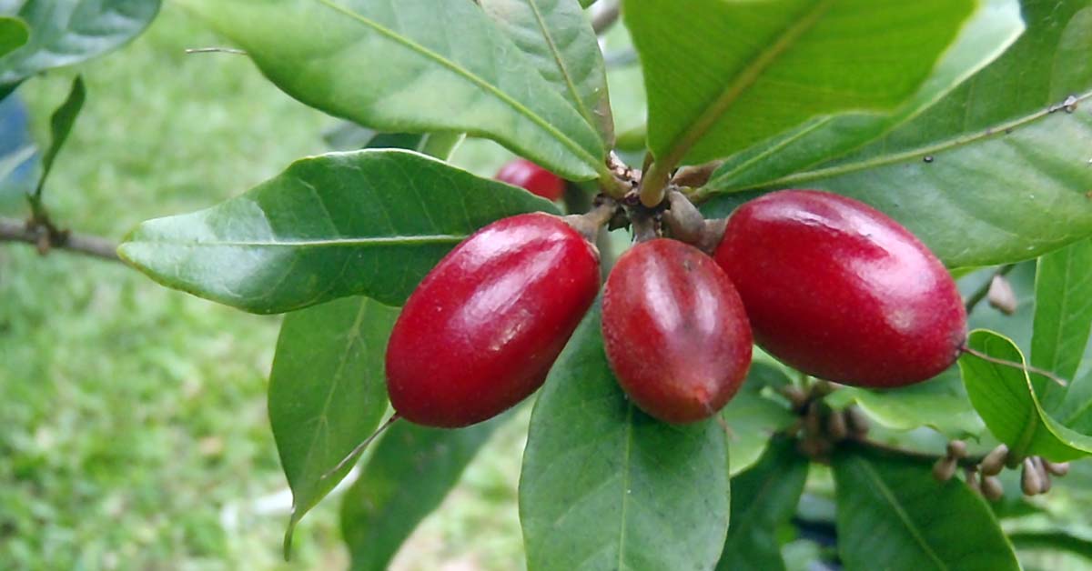 Evaluation of antioxidant properties of Thaumatococcus daniellii seeds