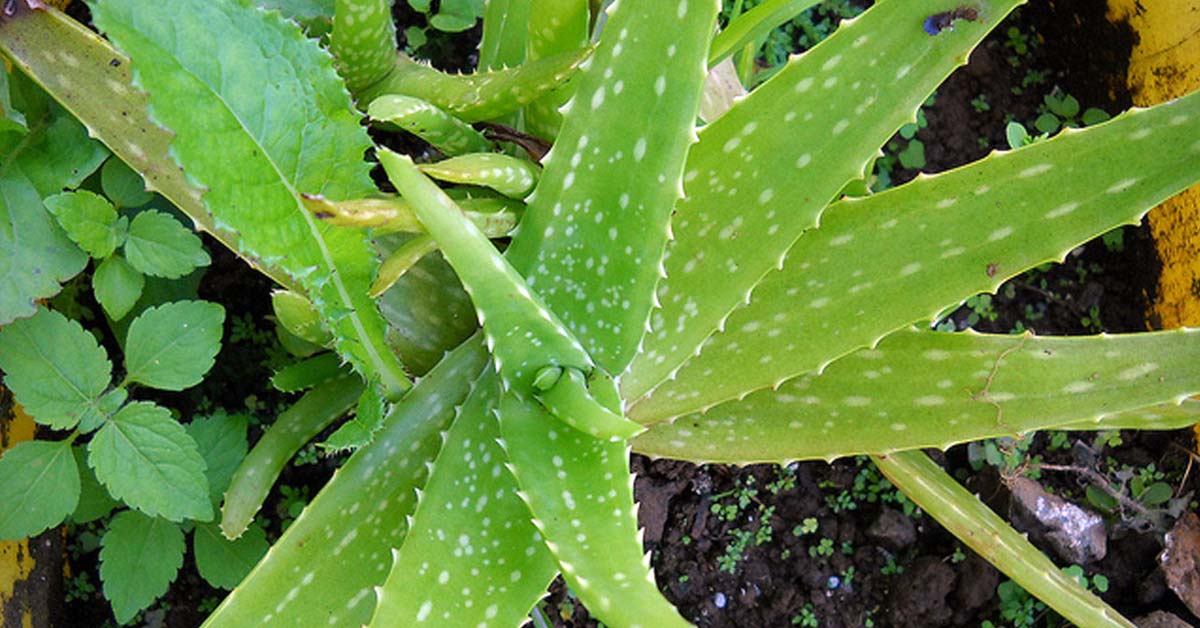 Use of medicinal plants – An alternative Source of Medicine