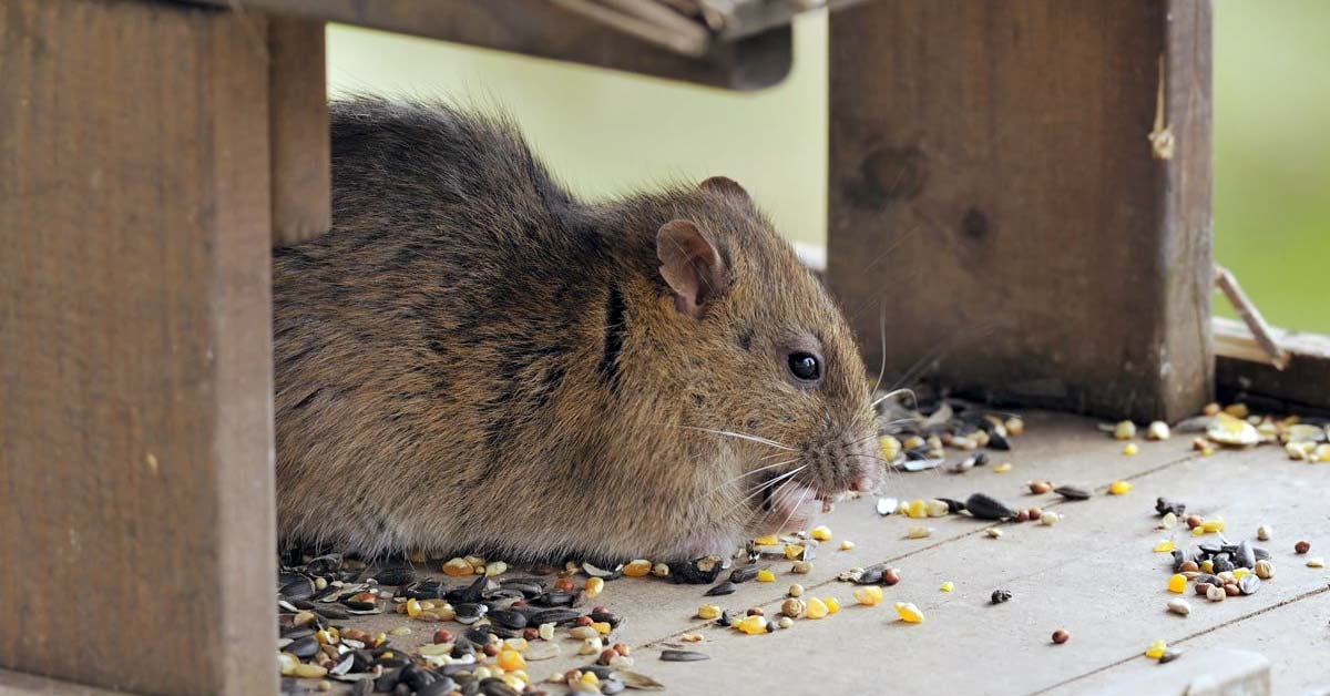 Coenzyme Q10 most efficient against D-galactose induced toxicity in rats