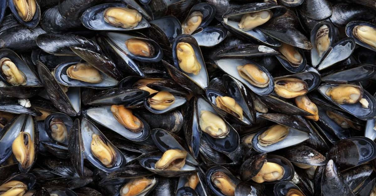 Condition of Green Mussel’s Gonads Can Point to The Levels of Heavy Metals in The Water