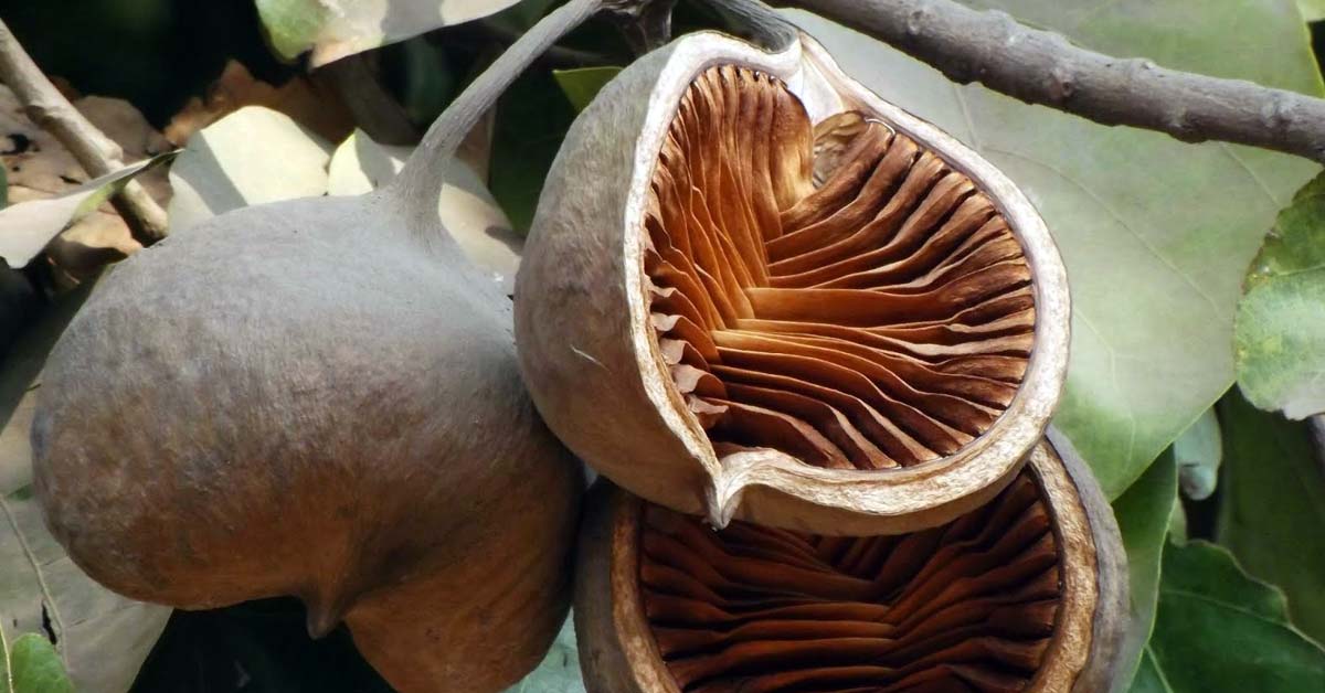 <em>Pterygota alata</em> bark can be used to synthesize the safest chemotherapy drug