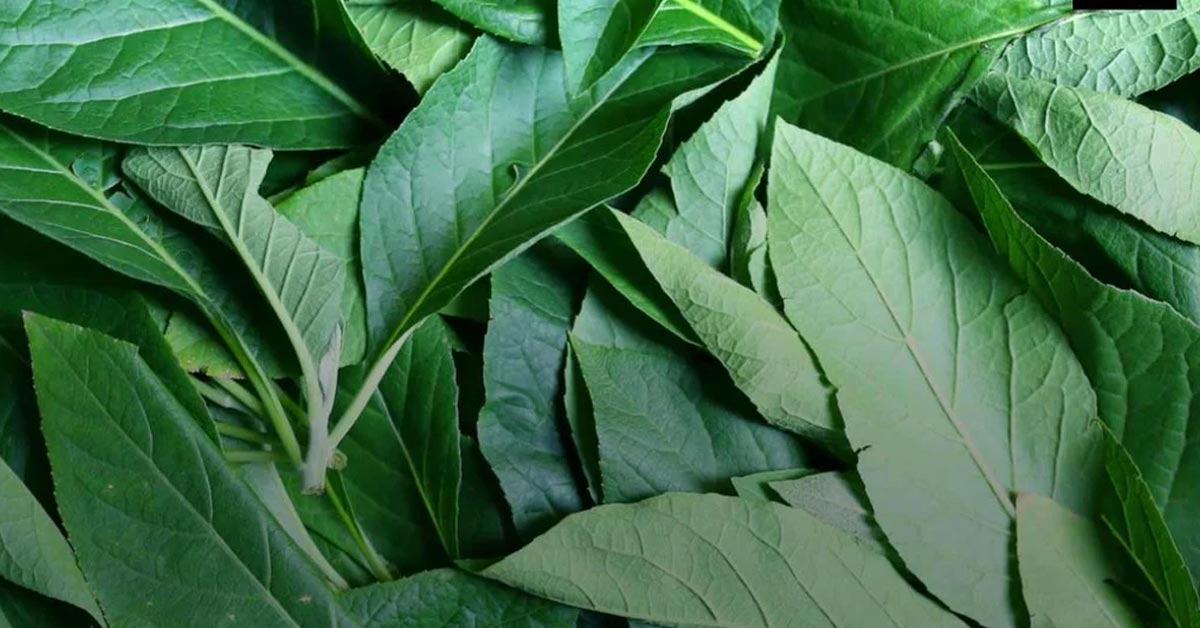 Bitter Leaf Extract Shows Protective Effects Against Blood Toxicity in Rats Bitter Leaf Extract Shows Protective Effects Against Blood Toxicity in Rats