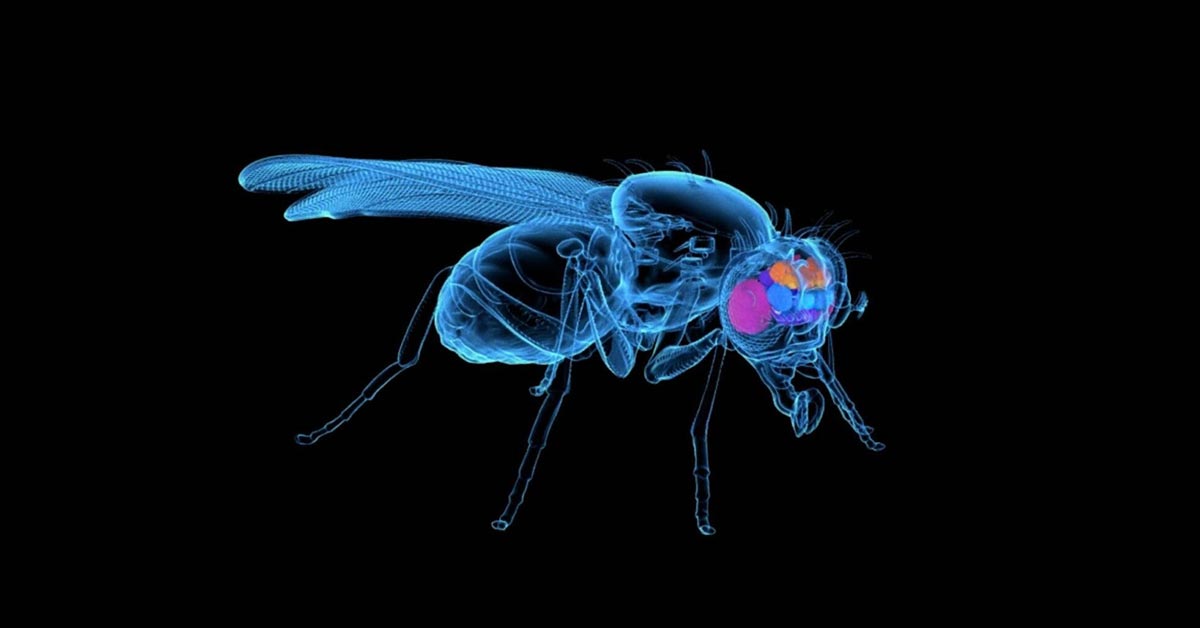 Different Bacterial Toxins Trigger Distinct Electrical Responses in a Fruit Fly Model, Study Reports Different Bacterial Toxins Trigger Distinct Electrical Responses in a Fruit Fly Model, Study Reports