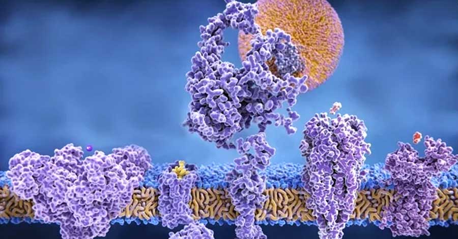 Study Reveals How Key Ion Channels Shape Electrical Activity in Developing Cells Study Reveals How Key Ion Channels Shape Electrical Activity in Developing Cells