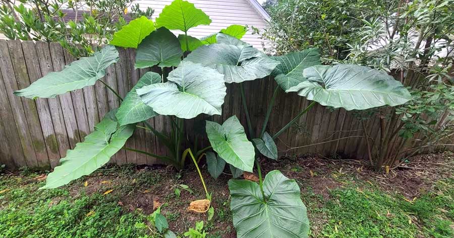 Study Finds Togo’s Traditional Plant <i>Xanthosoma mafaffa</i> Can Reverse Anemia in Rats