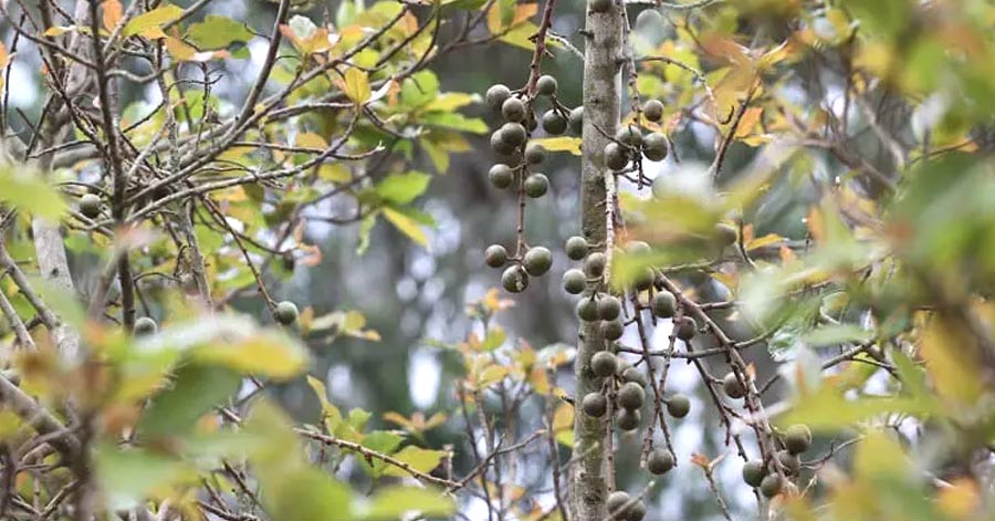 Traditional African Medicinal Plant Shows Potential Against Sleeping Sickness Parasite
