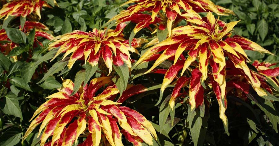 Brazilian Coastal Plant Demonstrates Promising Anti-Arthritic Properties in Lab Study Brazilian Coastal Plant Demonstrates Promising Anti-Arthritic Properties in Lab Study