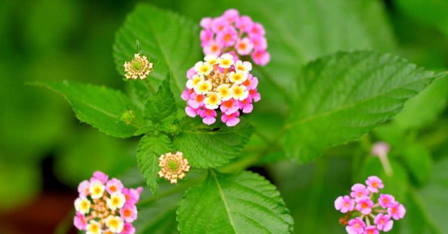 <em>Lantana camara</em> Review Highlights Diverse Bioactive Portfolio with Translational Potential