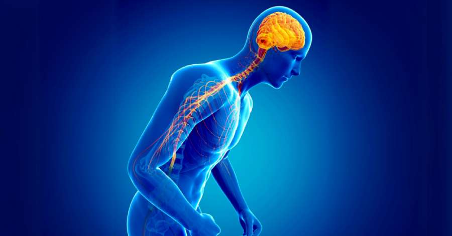 Dopamine Is Not the Brain’s Gas Pedal: New Study Rewrites Key Theory Behind Parkinson’s Disease Dopamine Is Not the Brain’s Gas Pedal: New Study Rewrites Key Theory Behind Parkinson’s Disease